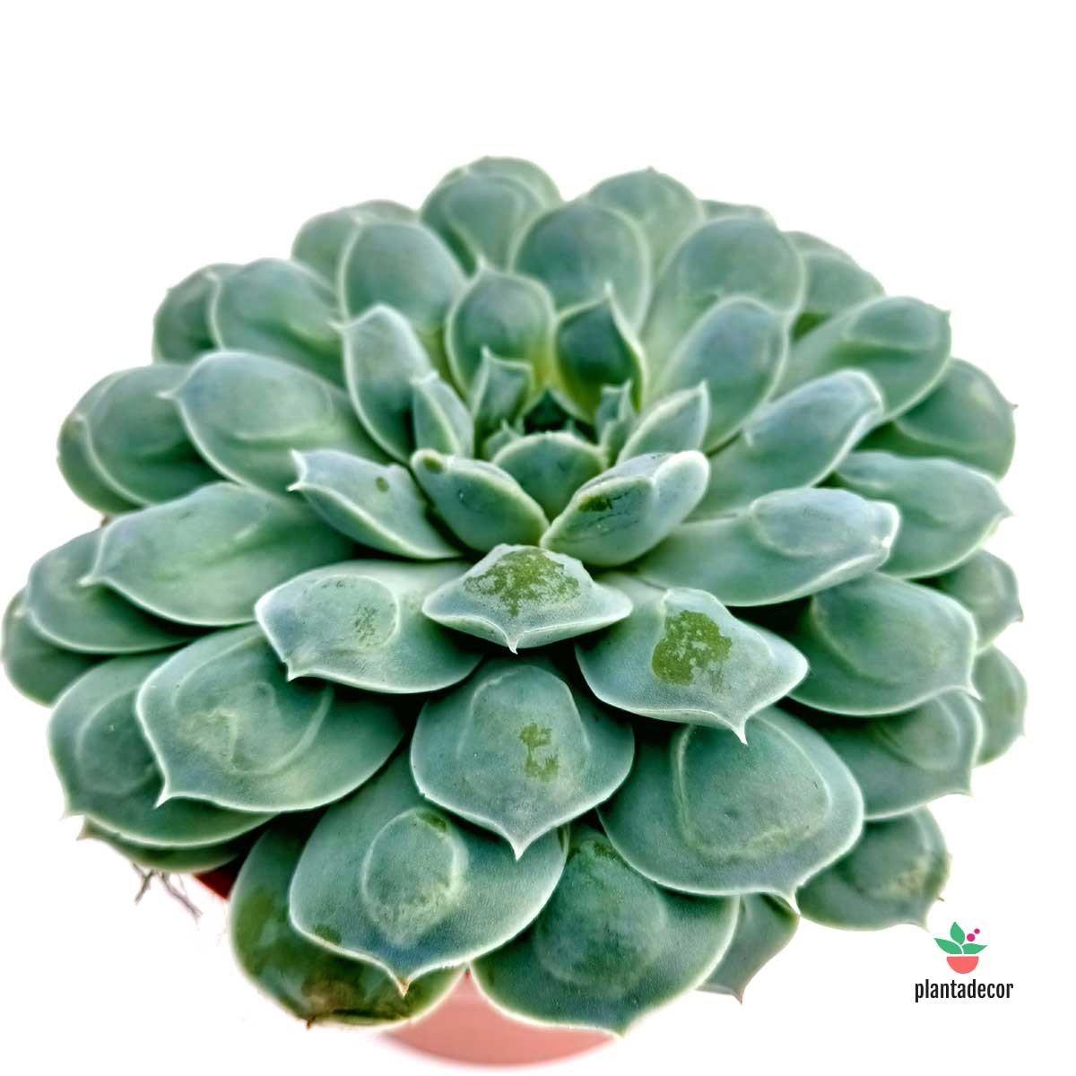 Cuidados Echeveria 'Heart Signal'