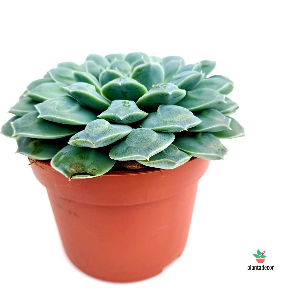 Comprar Echeveria 'Heart Signal'