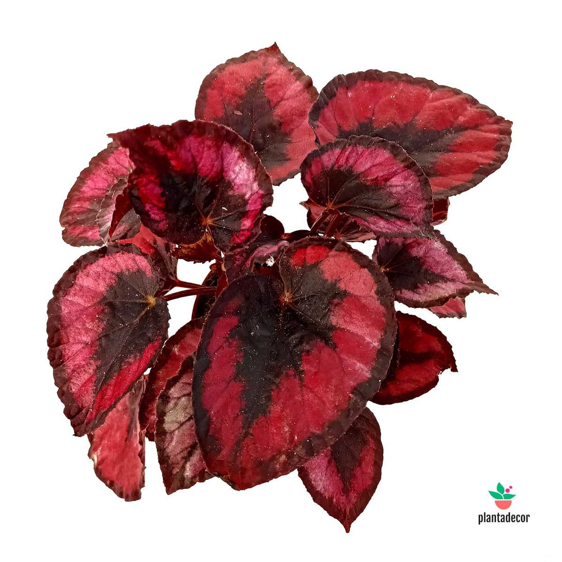 Begonia Rex 'Red Kiss