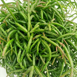 Rhipsalis Oasis