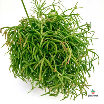 Rhipsalis Oasis