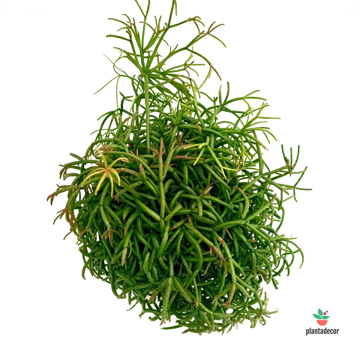 Rhipsalis Oasis