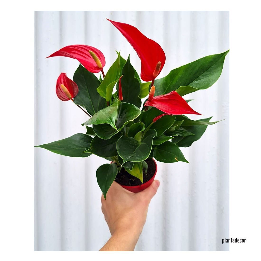 Anthurium Andreanum Red