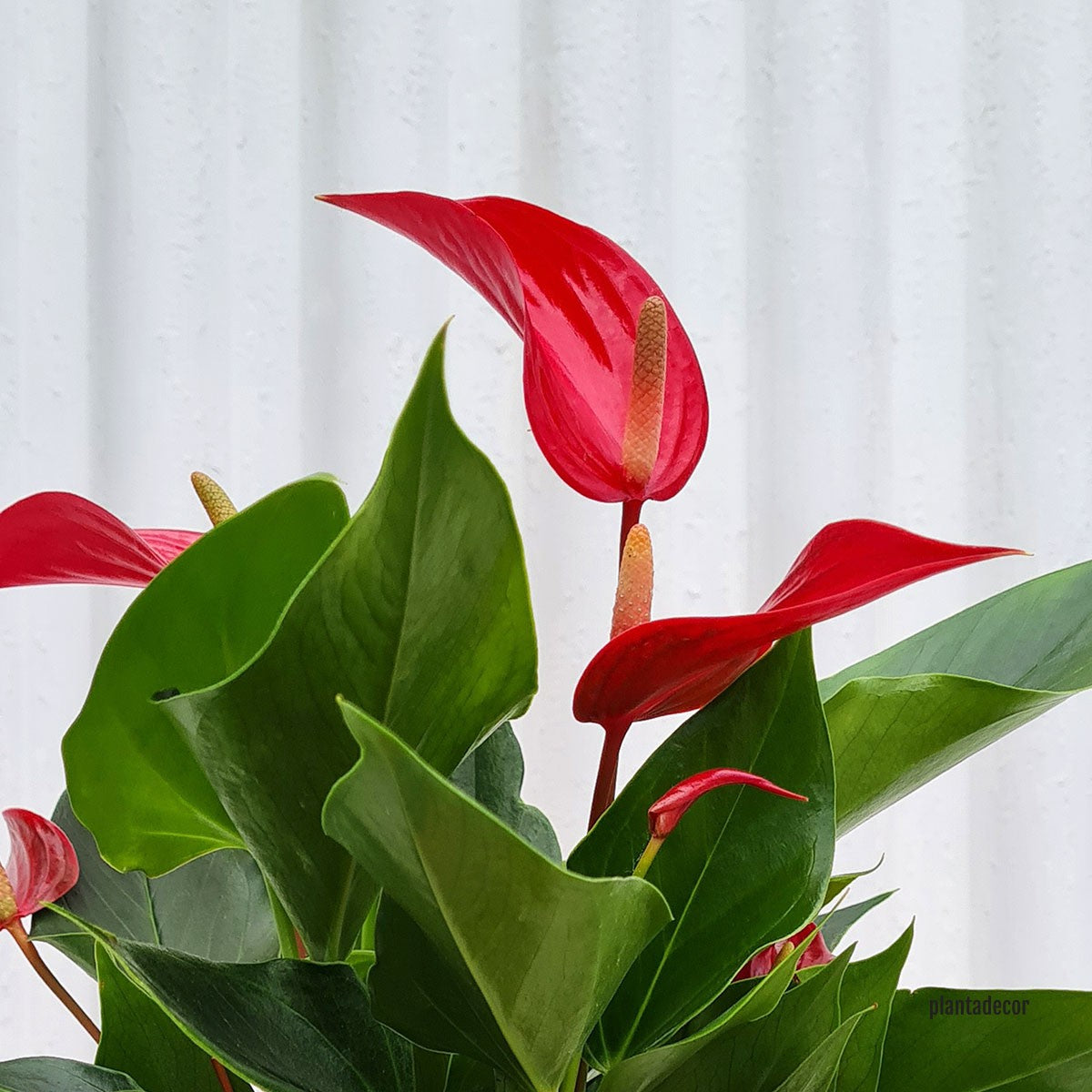 Anthurium Andreanum Rojo en flor