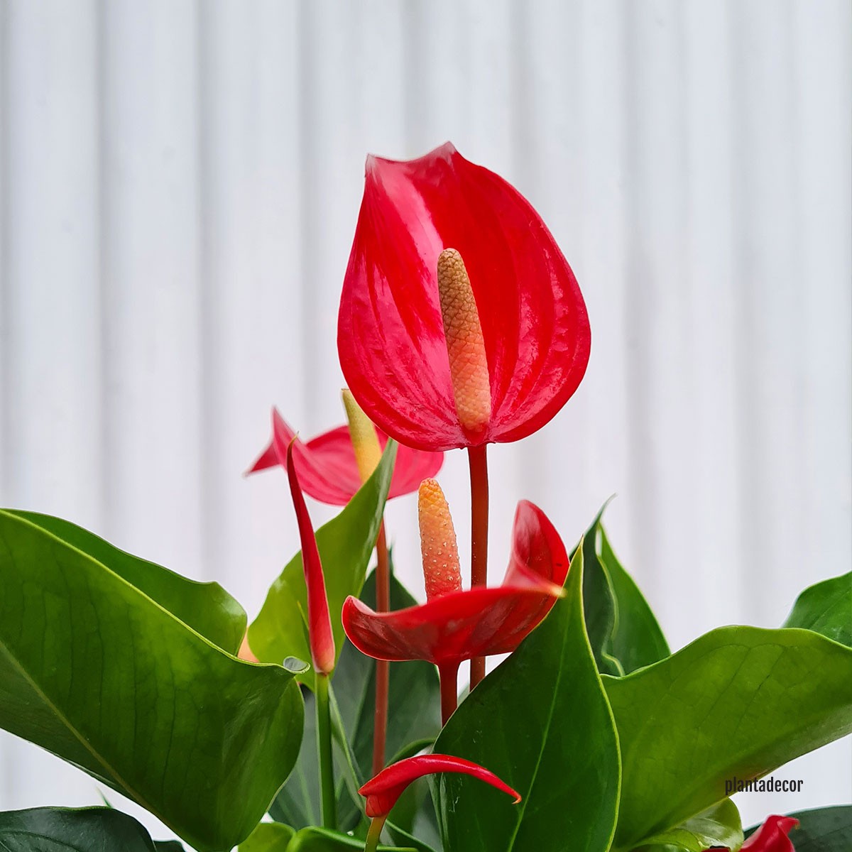 Anthurium cuidados