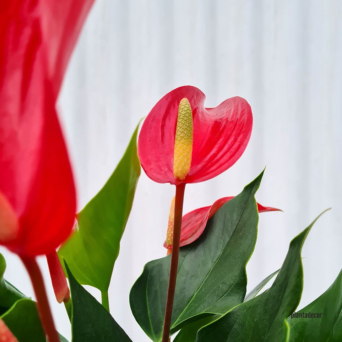 Anthurium Andreanum Lilli Rojo