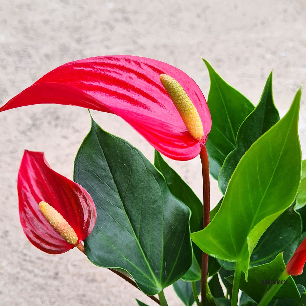 Flor Anturium Rojo