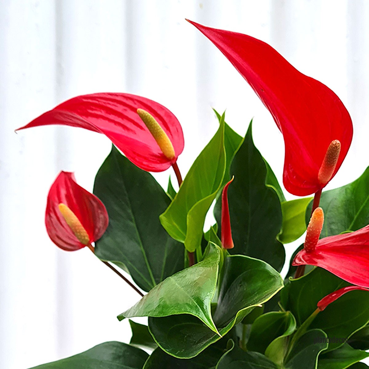 Comprar Anthurium Andreanum Rojo