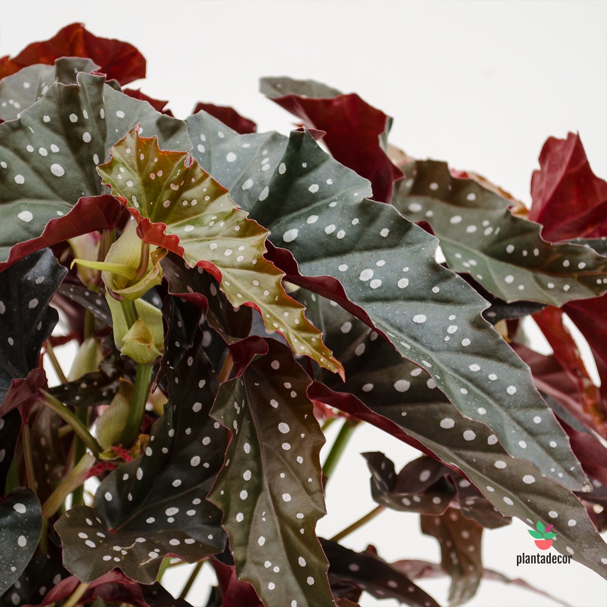 Begonia  'Black Forest'