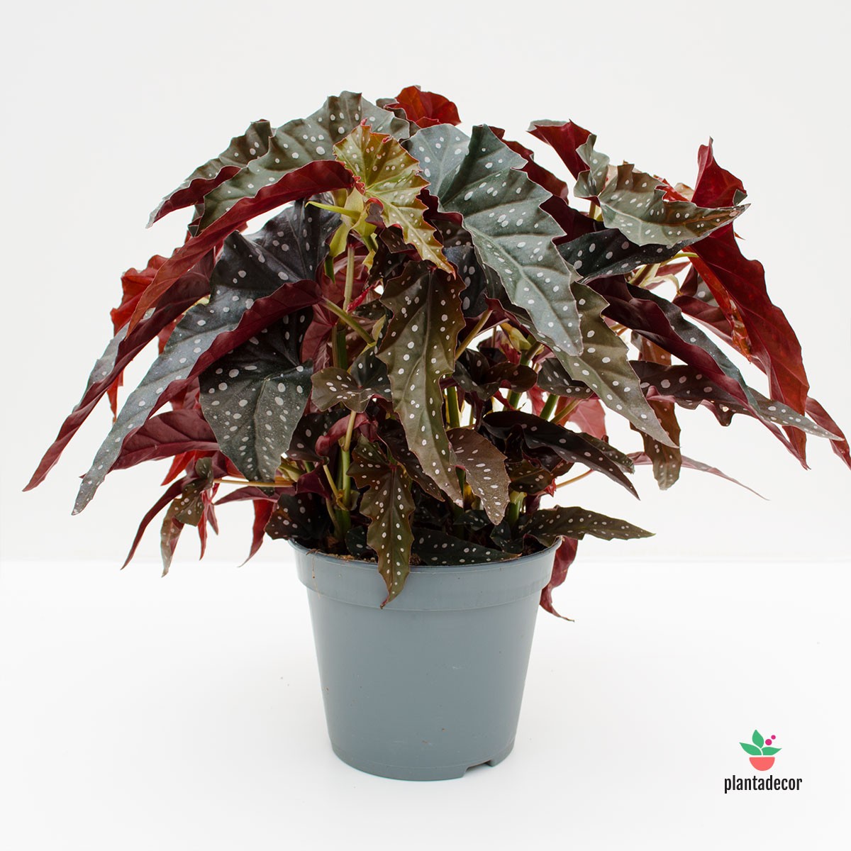 Begonia  'Black Forest'