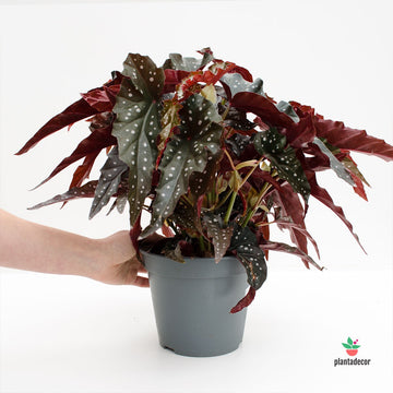 Begonia Maculata 'Black Forest' M-17