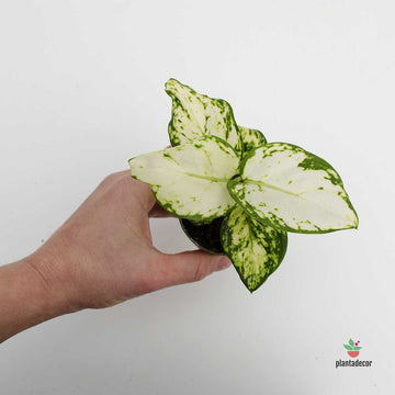 Aglaonema Snow Flake