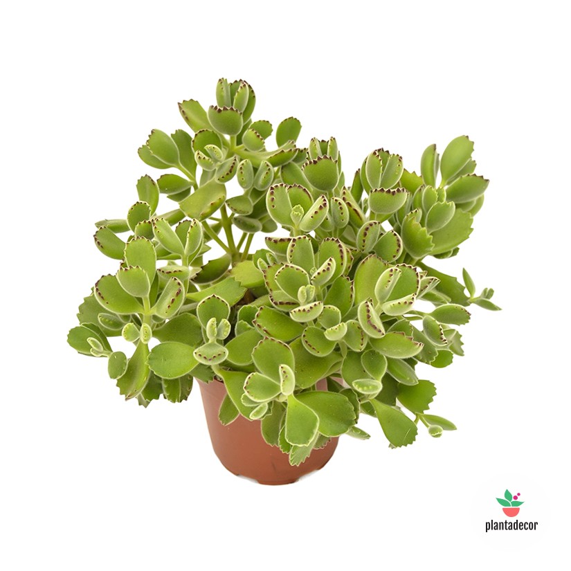 Cotyledon Tomentosa subs. Ladismithiensis
