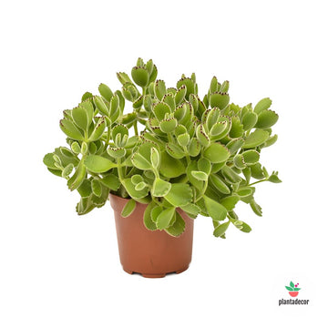Cotyledon Tomentosa subs. Ladismithiensis