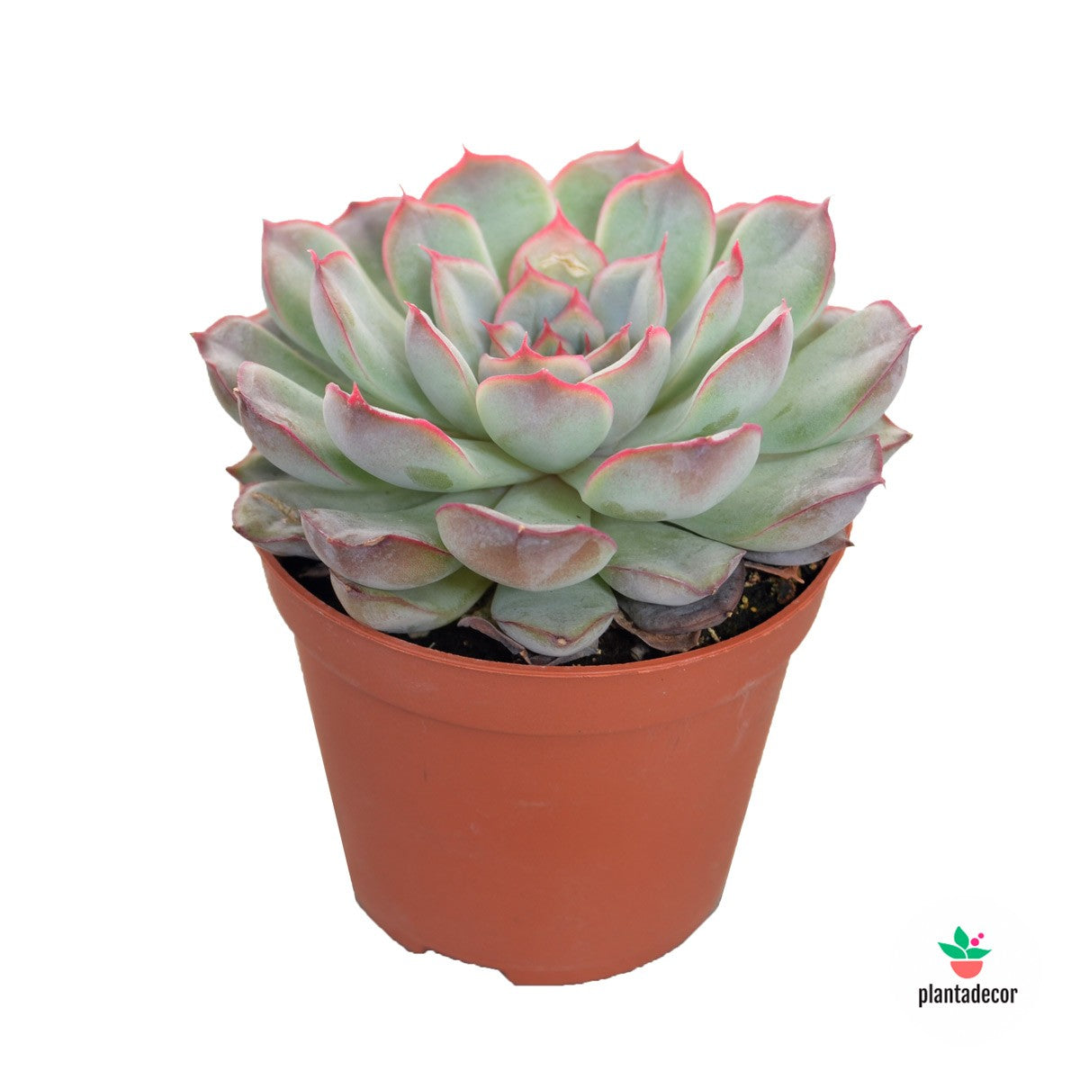 Crassula Echeveria Mystery