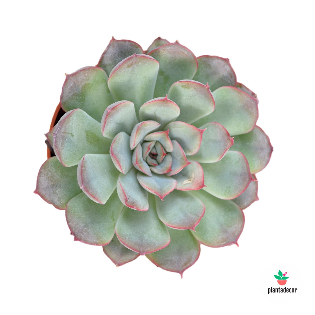 Echeveria Mystery