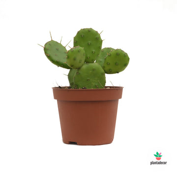 Opuntia Humifusa