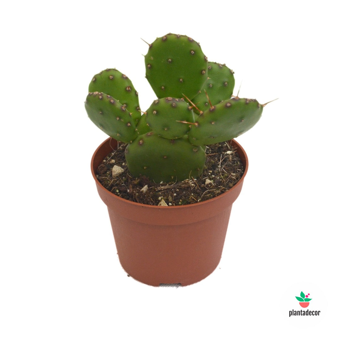 Cactus Humifusa
