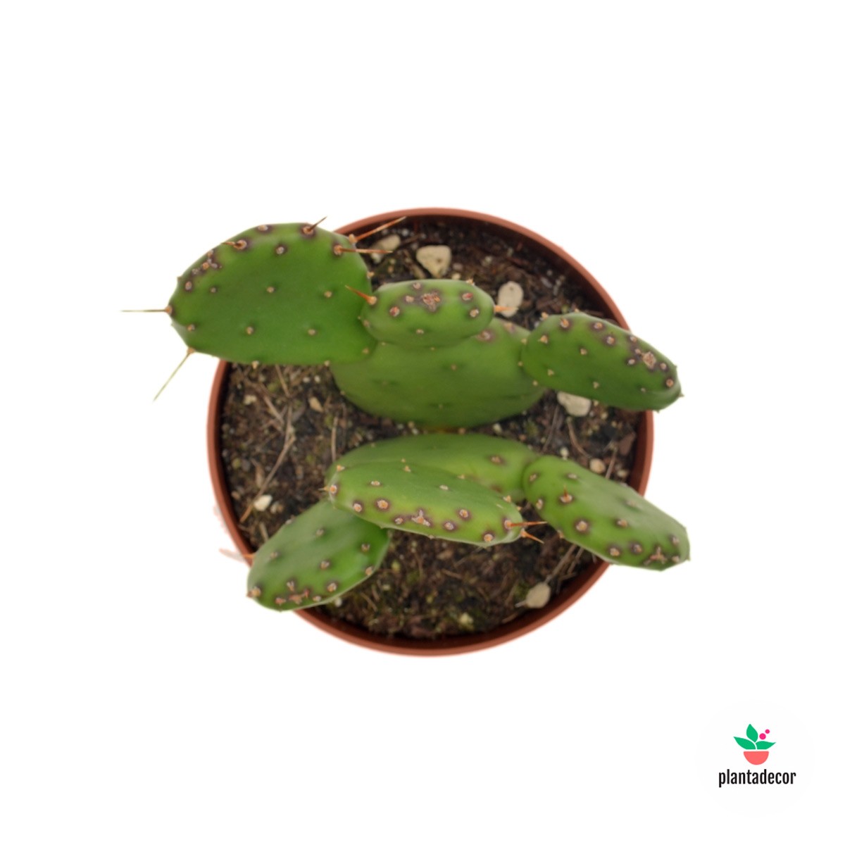 Cactus en Plantadecor