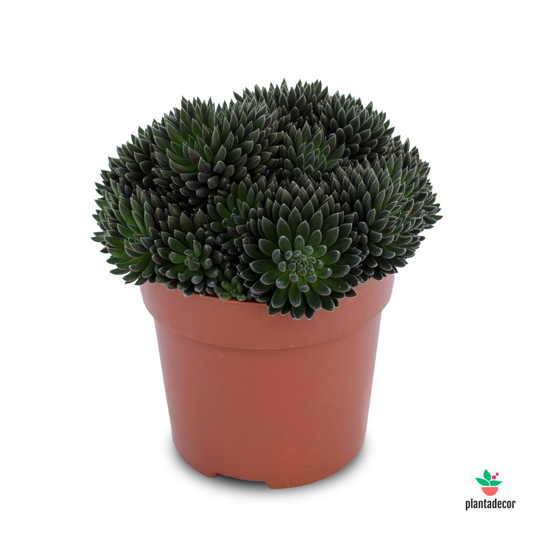 Sinocrassula Napoli Noire