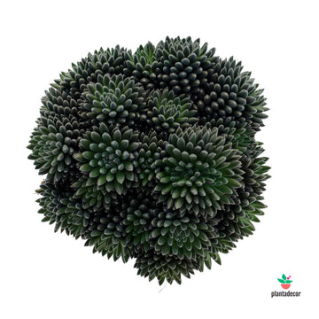 Sinocrassula Yunnanensis