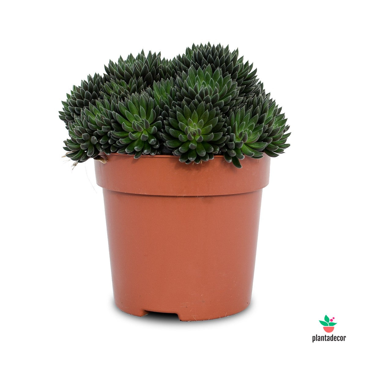 Sinocrassula Yunnanensis - Napoli Noire