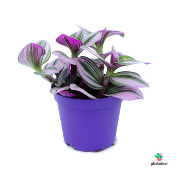 Tradescantia  "Nanouk"
