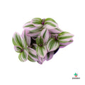 Tradescantia Albiflora