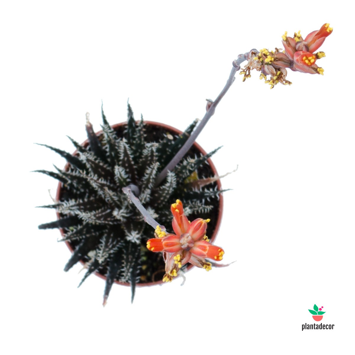 Haworthia Snow White Floreada