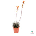 Haworthia Snow White con flor