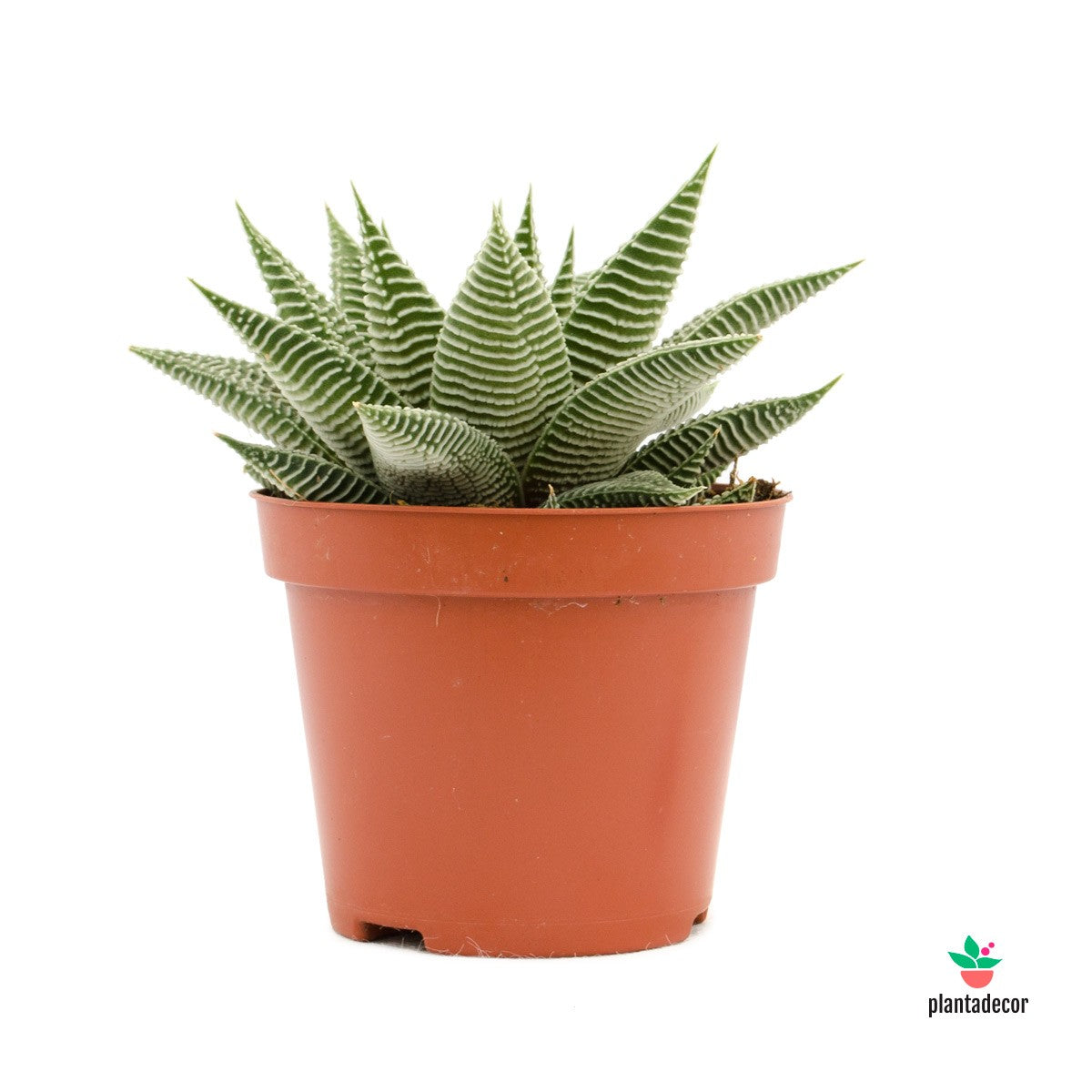 Haworthia Limifolia var. White Spider