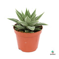 Planta White Spider