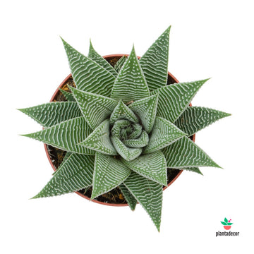 Haworthia Limifolia var. White Spider M-8,50