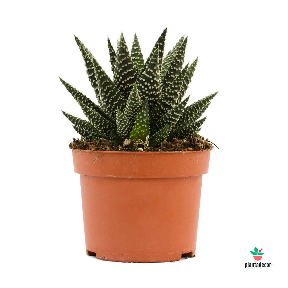 Haworthia Royal Albert