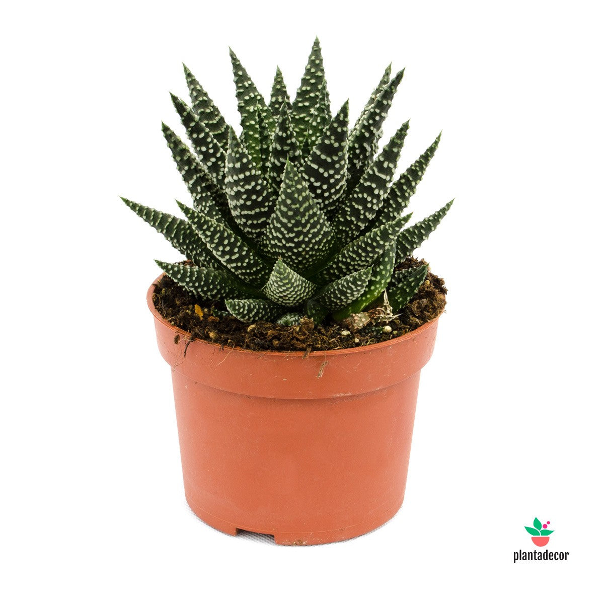 Haworthia Pumila var. Royal Albert