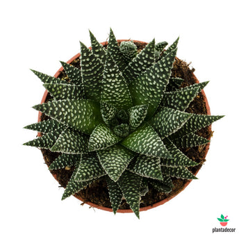 Haworthia Pumila var. Royal Albert