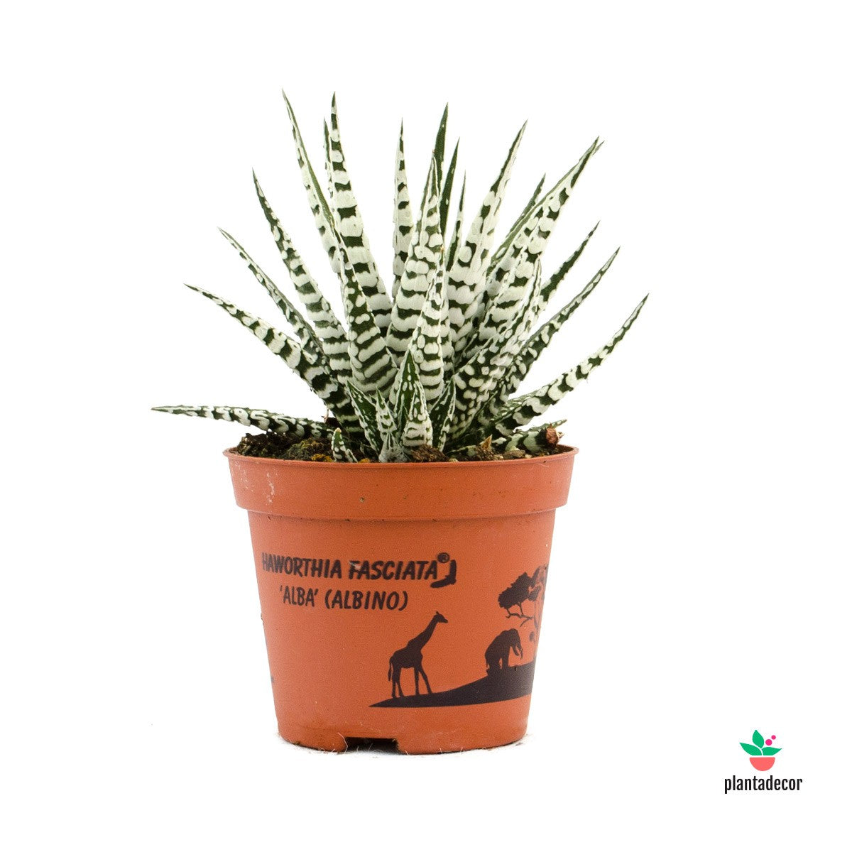 Haworthia Fasciata var. Alba