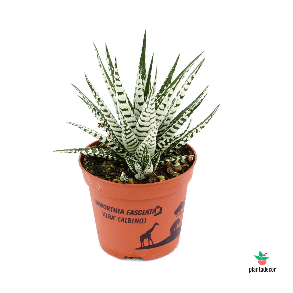 Planta Nubes de Nieve