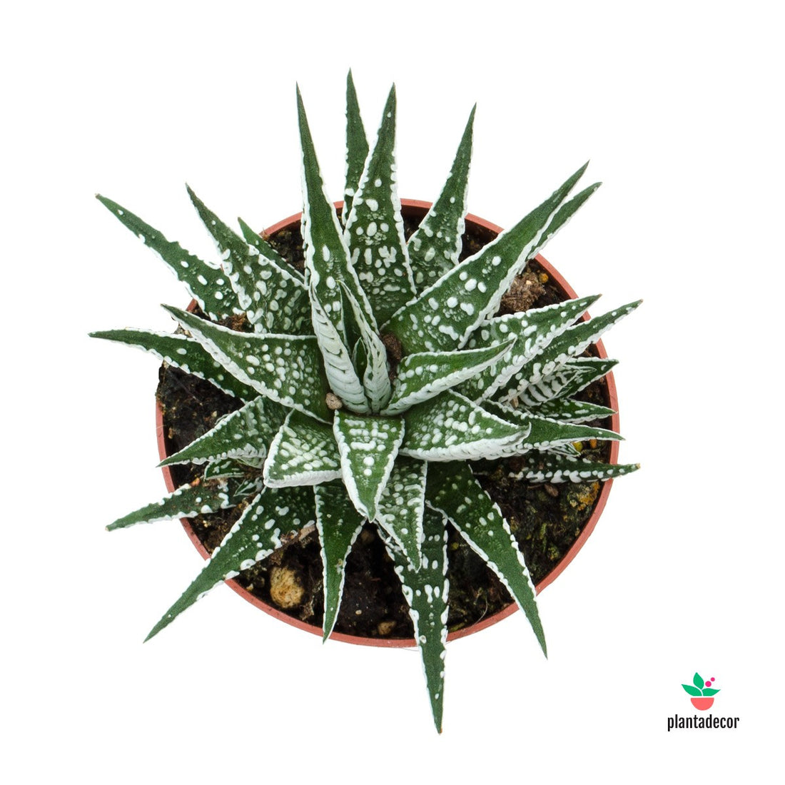 Haworthia Fasciata var. Alba