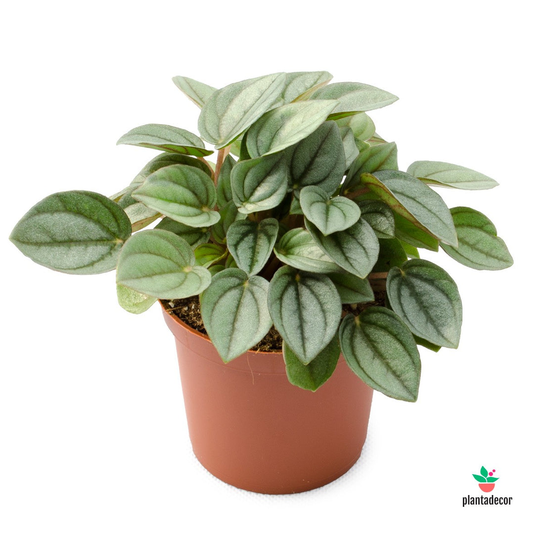 Peperomia Napoli Nights Plantadecor