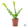 Epiphyllum Anguliger Plantadecor