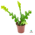 Planta Epiphyllum Anguliger
