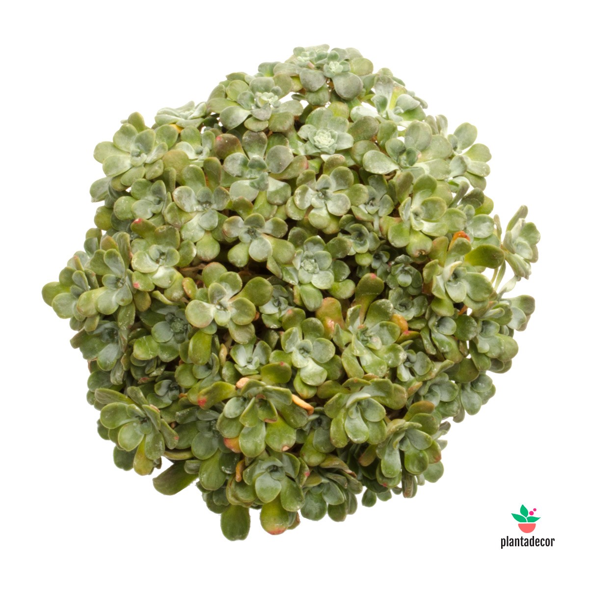 Sedum Spathulifolium "Cape Blanco"