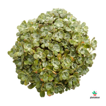 Sedum Spathulifolium "Cape Blanco"