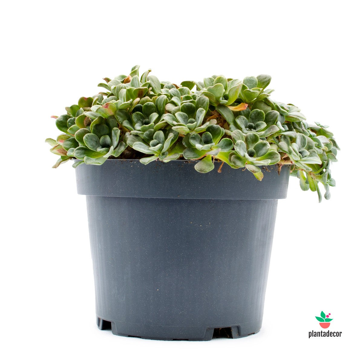 Sedum Spathuifolium Plantadecor