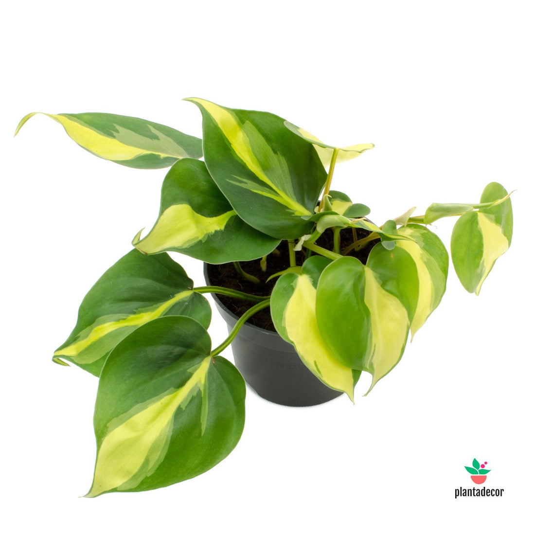 Planta Philodendron Scandens