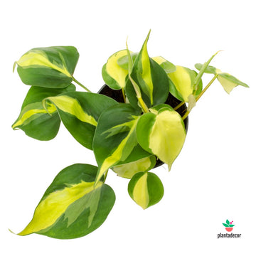 Philodendron Scandens "Brasil"