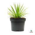 Planta Agave Stricta Nana en maceta