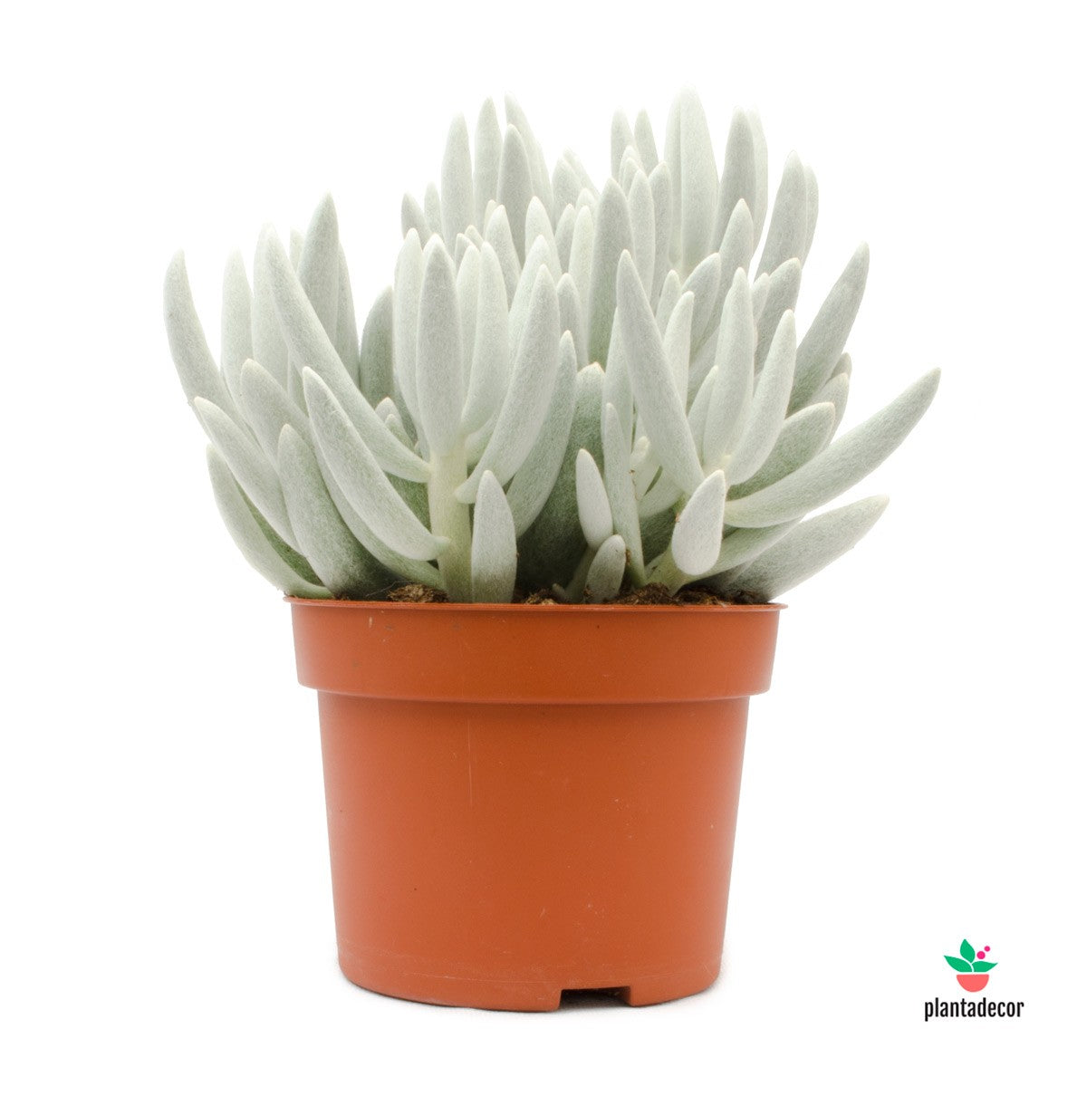 Comprar Senecio Haworthii