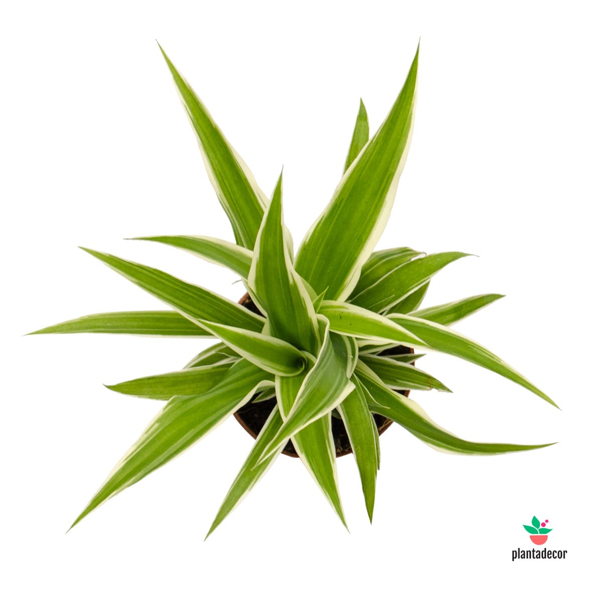 Chlorophytum Comosum "Ocean"